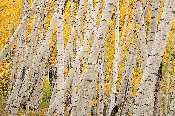 Jaynes Gallery 아티스트의 USA-Colorado-Uncompahgre National Forest Forest of aspen trees작품입니다.